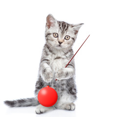 Tabby cat standing on hind legs with christmass ball and pointing away. isolated on white background