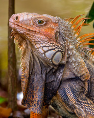 Puerto Rico the Enchanted Isle