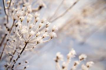 Frosted bare tree branch in winter background