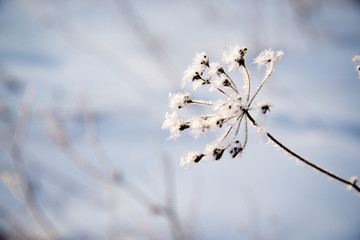 Frosted bare tree branch in winter background