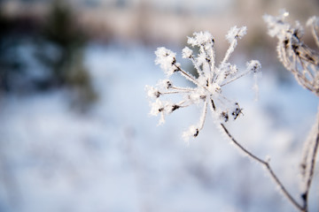 Frosted bare tree branch in winter background