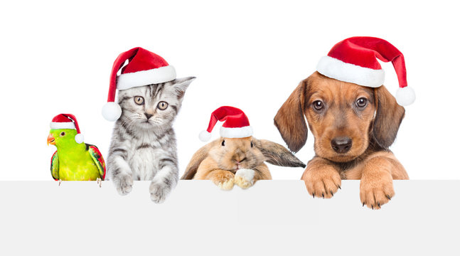 Group of pets  in red christmas hats over empty white banner. isolated on white background. Empty space for text