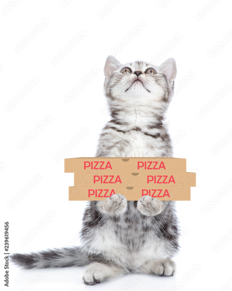 Poster cat with pizza boxes looking up. isolated on white background