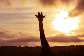 Giraffe Silhouette at sunset