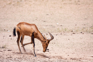 Big Red hartebeest bull kicking up dust in a dry riverbed.