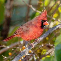 Male Northern Cardinal
