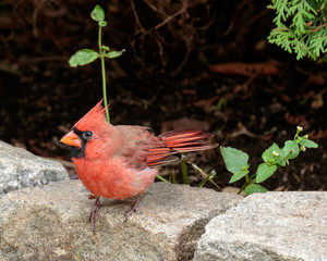 Male Northern Cardinal