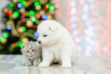 Cute samoyed puppy and tiny kitten sitting together with Christmas tree on background. Empty space...