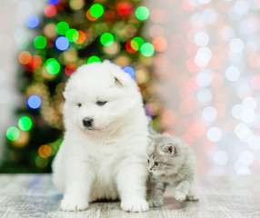 Baby samoyed puppy and tiny kitten sitting together with Christmas tree on background. Empty space for text