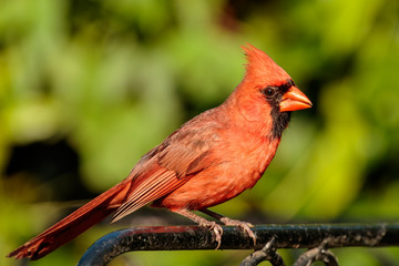 Male Northern Cardinal