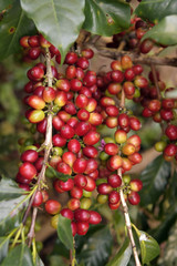 Obraz premium Coffee beans ripening on a tree