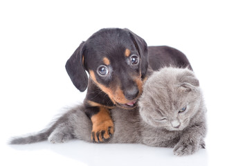 Dachshund puppy playing with kitten.  isolated on white background