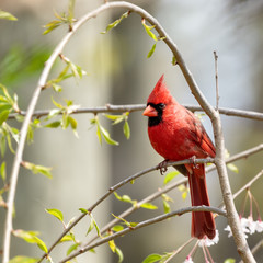 Male Northern Cardinal