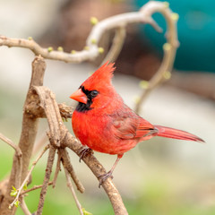 Male Northern Cardinal