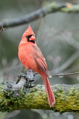 Male Northern Cardinal