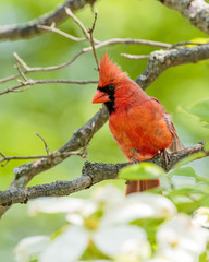 Male Northern Cardinal