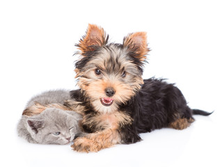 yorkshire terrier puppy embracing little kitten. isolated on white background
