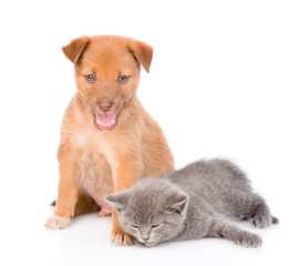 Kitten lying with puppy. isolated on white background