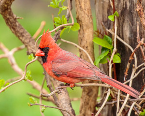 Male Northern Cardinal