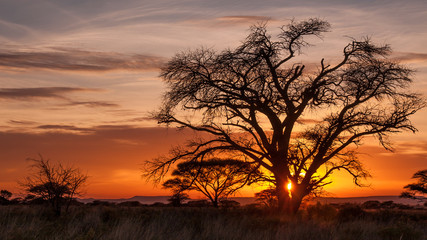 Magical sunrise on African plains with old and beautiful tree silhouetted against orange sky.