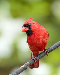 Male Northern Cardinal