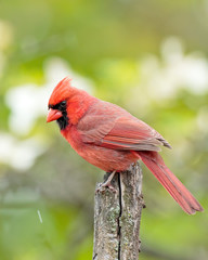 Male Northern Cardinal