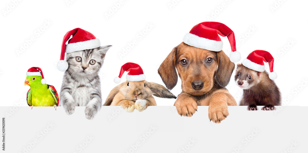 Aufkleber group of pets in red christmas hats over empty white banner. isolated on white background. empty spa