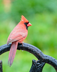 Male Northern Cardinal