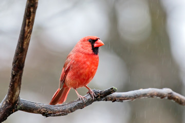 Male Northern Cardinal