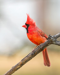 Male Northern Cardinal