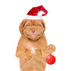 Smiling puppy in red christmas hat with Christmas tree toy. Isolated on white background
