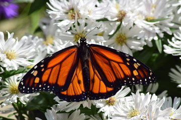 butterfly on flower
