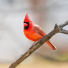 Male Northern Cardinal