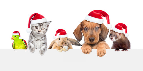 Group of pets  in red christmas hats over empty white banner. isolated on white background. Empty space for text