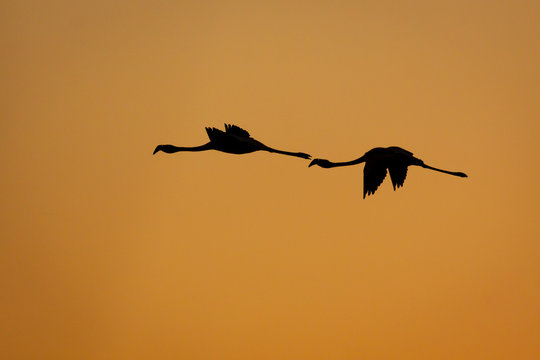 Two flamingoes flying to feeding grounds, silhouetted against orange sunset.