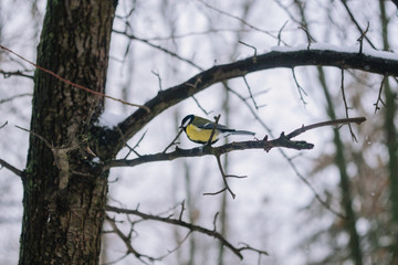 Small tit on the tree. Tit on the winter park.