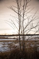 silhouette of the tree 