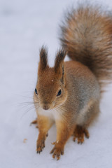 Squirrel in the winter park.  Small squirrel sitting on the ground.
