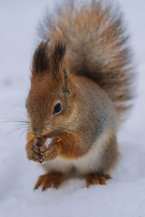 Squirrel in the winter park.  Small squirrel sitting on the ground.