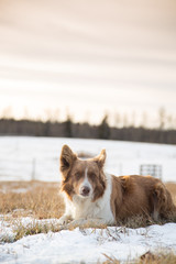 Dog laying in the snow