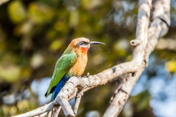 White-fronted bee-eater (Merops bullockoides) on perch