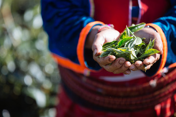 Agriculture Akha Women picking tea leaves on On the farm.