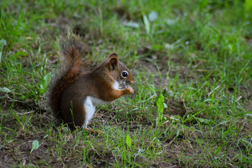 red squirrel eating a nut