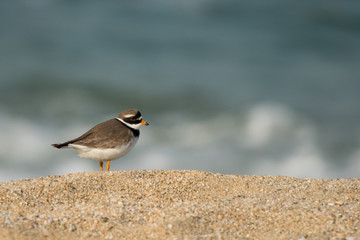 Common Ringed Plover / Charadrius hiaticula