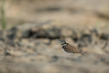 Little Ringed Plover / Charadrius dubius