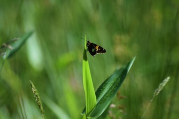 buterfly on grass
