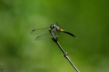 dragonfly on a branch