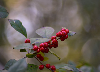 red berries on branch