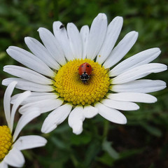 Fototapeta premium ladybug on daisy