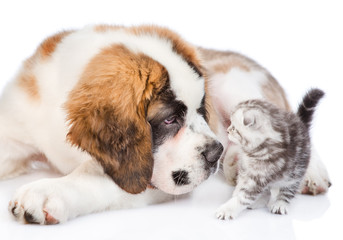 Close up Saint Bernard puppy sniffing tiny kitten. isolated on white background